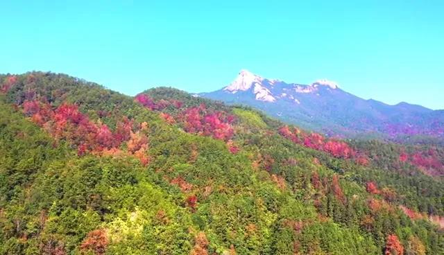又見新豐紅葉紅！一起走進&ldquo;嶺南紅葉之鄉&rdquo;