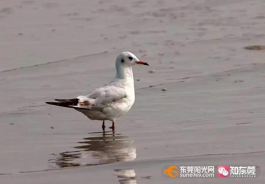 視頻直擊！大批候鳥飛臨東莞！