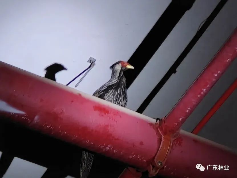 &ldquo;省鳥&rdquo;白鷴誤闖廣州地鐵！歷經14小時成功解救