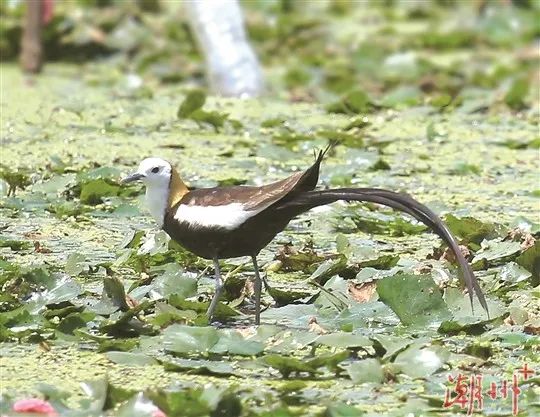 驚喜！&ldquo;水鳳凰&rdquo;飛臨潮州！